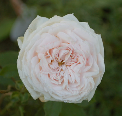Elisa_Boelle_0010__76589.jpg