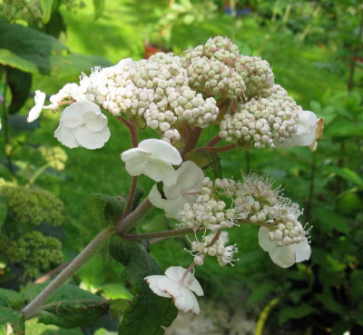 Hydrangea_aspera_Peter_Chapell_3_800x600.jpg