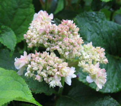 Hydrangea_involucrata_Yokudanka_4_800x600.jpg