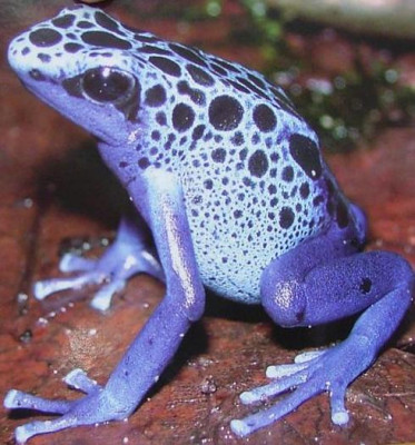 Hunawihr_Frosch.jpg