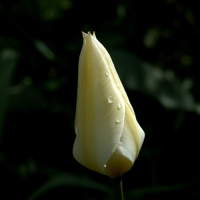 tulpenportrait_10996.jpg