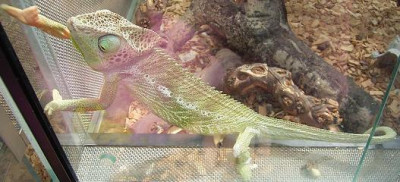 Hunawihr_Chamaeleon.jpg