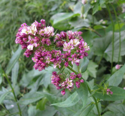 Phlox_Natural_Feeling_800x600.jpg