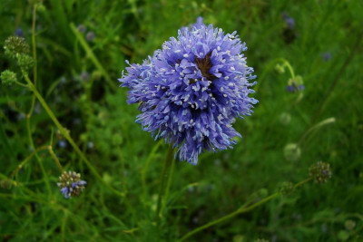 blaue_blume_labenz.jpg