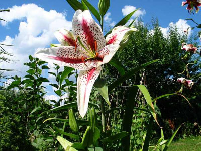 lilium-Tiger-Woods-ax2.jpg