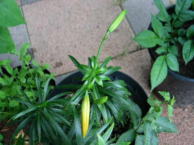 lilium-chen-ax.jpg