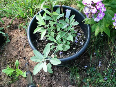 Salvia-apiana-ax.jpg
