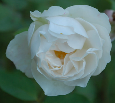 Guinevere_0010__76629.jpg