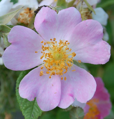 Rosa_setigera_0010__76537.jpg