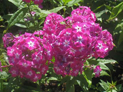 Phlox_Wennschondennschon_IMG_6986.JPG