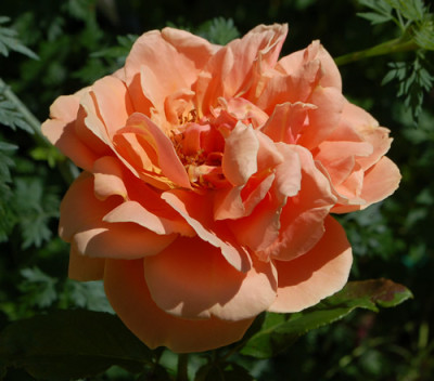 Duquese_de_Peranata_0011__6798.jpg