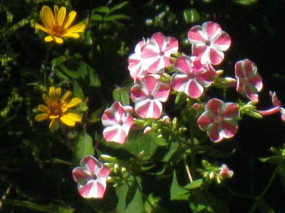 Phlox_Natascha_IMG_7035.JPG