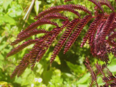 Albizia_Summer_Chocolate_IMG_7054.JPG
