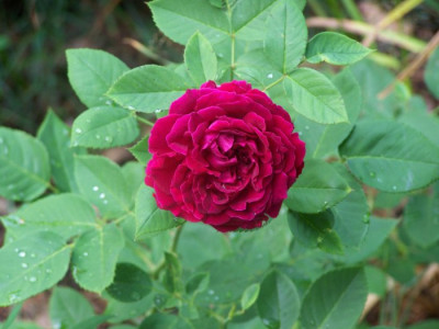 2010_Alfred_Colomb.jpg
