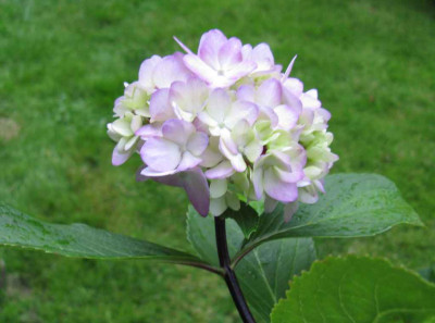 Hydrangea_macrophylla_Nigra_1024x768.jpg