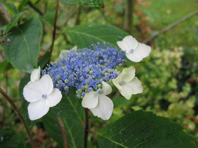 Hydrangea_serrata_Belzonii_1024x768.jpg
