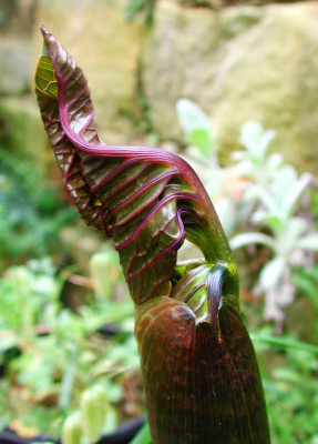 Arisaema_griffithii.jpg