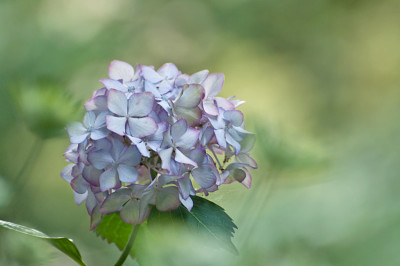Mirai-Aug0310.jpg