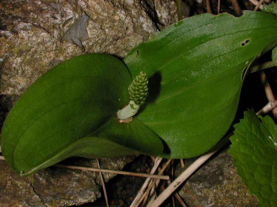 Listera_ovata.jpg
