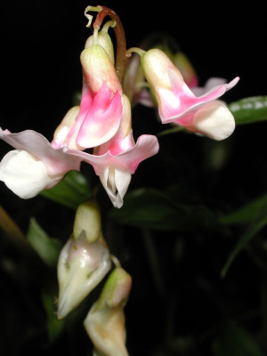 Lathyrus_vernus_Rosea.jpg