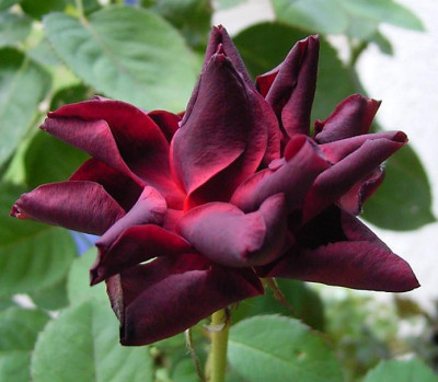 BurgundyVelvet_0810_1K.jpg