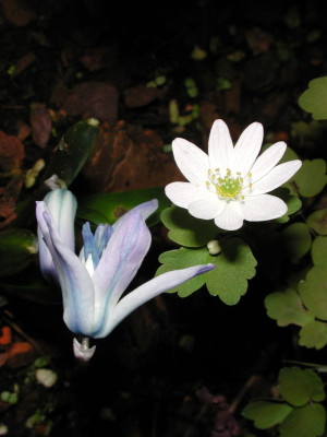 Scilla__Anemonella.jpg