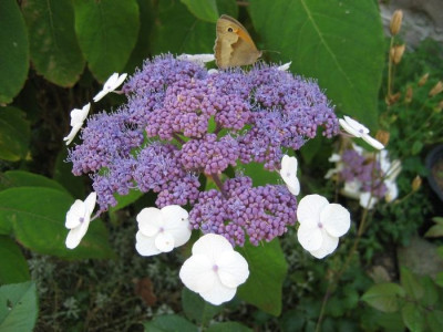 2010-07-21_H._sargentiana.jpg