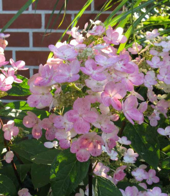 Hydrangea_paniculata_Early_Sensation_3_1024x768.jpg