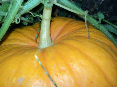 DSC00153.JPG