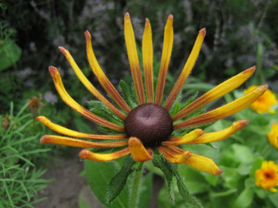 2010-07-30.Rudbeckia_Chim_Chiminee.jpg