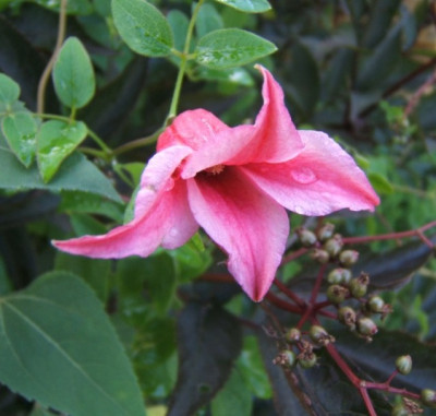 DSCF2750.JPG