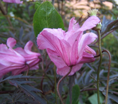 DSCF2769.JPG