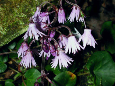 Soldanella_montana_in_Vollblute.jpg