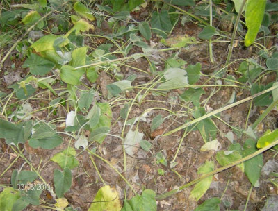Phlomis-030810.jpg