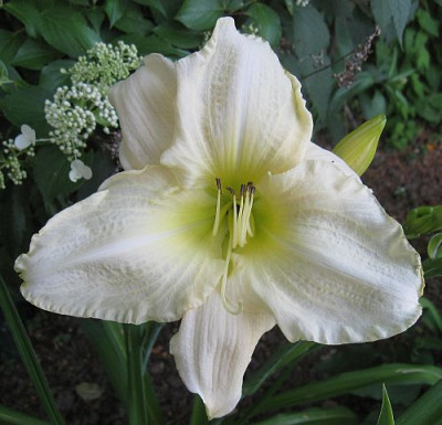 White_Temptation_60331.jpg