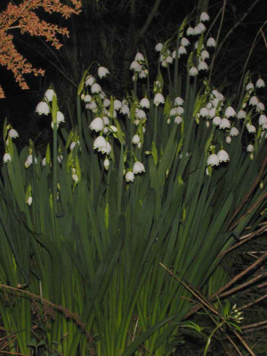 Leucojum_aestivum.jpg