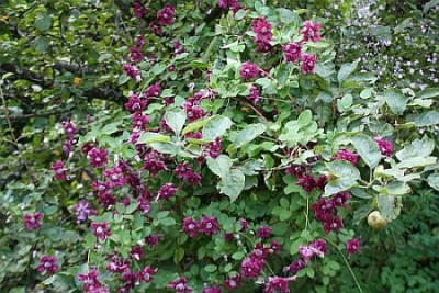 Clematis_im_Apfelbaum.jpg