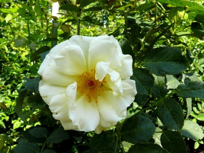 Aloha_Sa.0804_P1080046.JPG