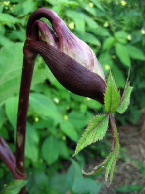 2010-08-04_Angelica_gigas1.jpg