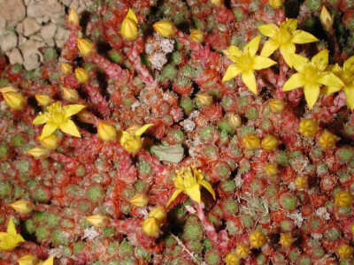 Sedum_humifusum_Blute.jpg