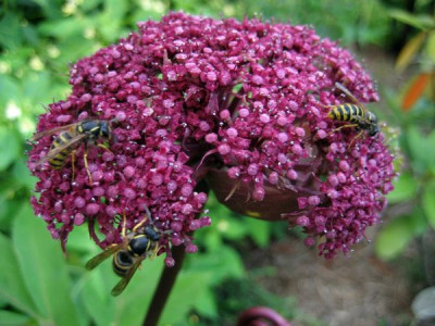 2010-08-04_Angelica_gigas2.jpg