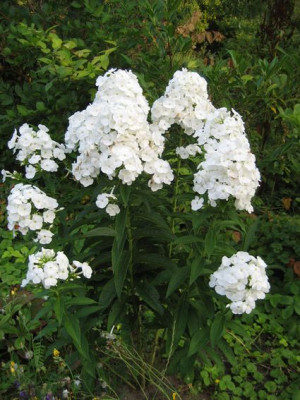 2010-08-04_Phlox.jpg