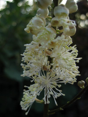 2010-08-04_Cimicifuga_racemosa_var._cordifolia2.jpg