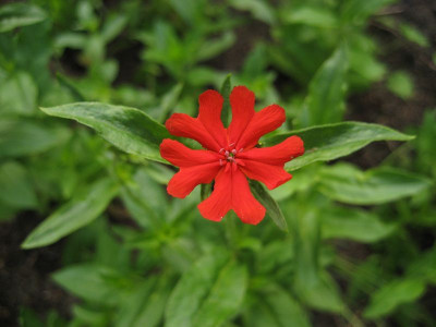2010-08-04_Lychnis.jpg