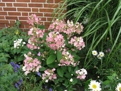 Hydrangea_paniculata_Early_Sensation_ganz_800x600.jpg