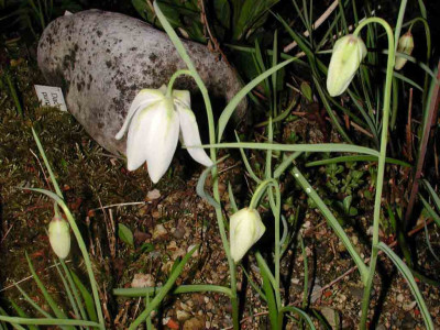 Fritillaria_meleagris.jpg