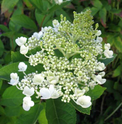 Hydrangea_paniculata_-_unnamed_cultivar_1_800x600.jpg