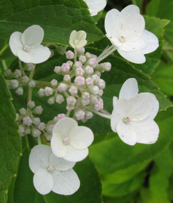 Hydrangea_paniculata_-_unnamed_cultivar_Detail_800x600.jpg