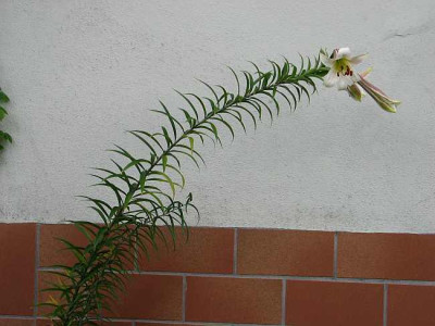 lilium-sargentiae-ax3.jpg