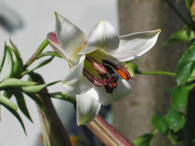 lilium-sargentiae-ax2.jpg